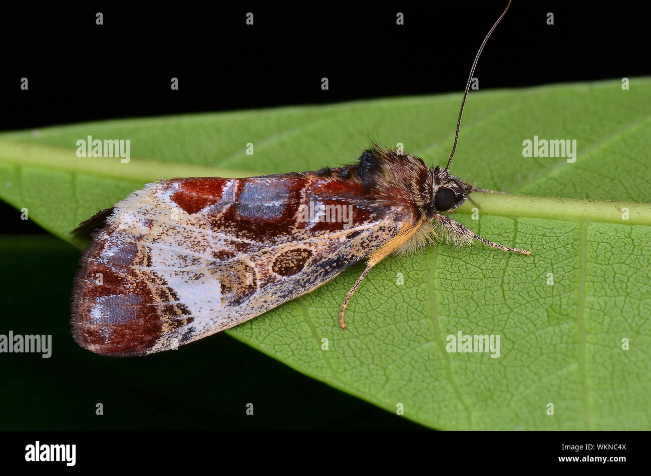 Close-up Of Noctuidae On Leaf Stock Photo