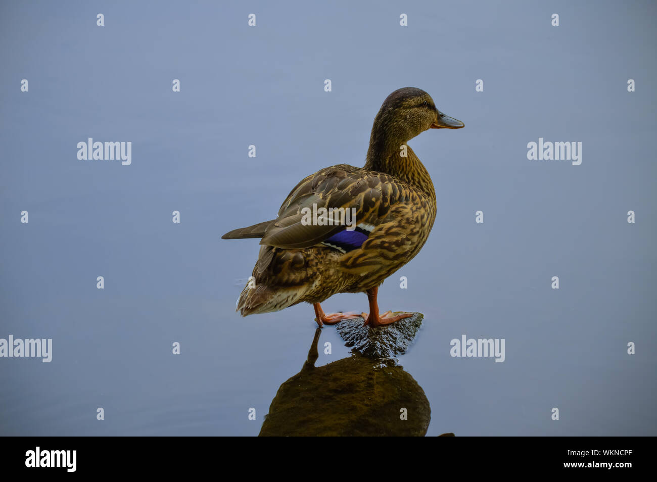 Female mallard duck perched on stone in the lake Stock Photo