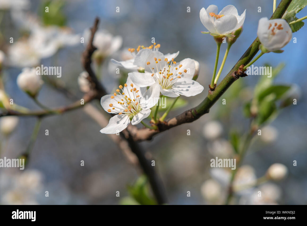White cherry tree flowers hires stock photography and images Alamy