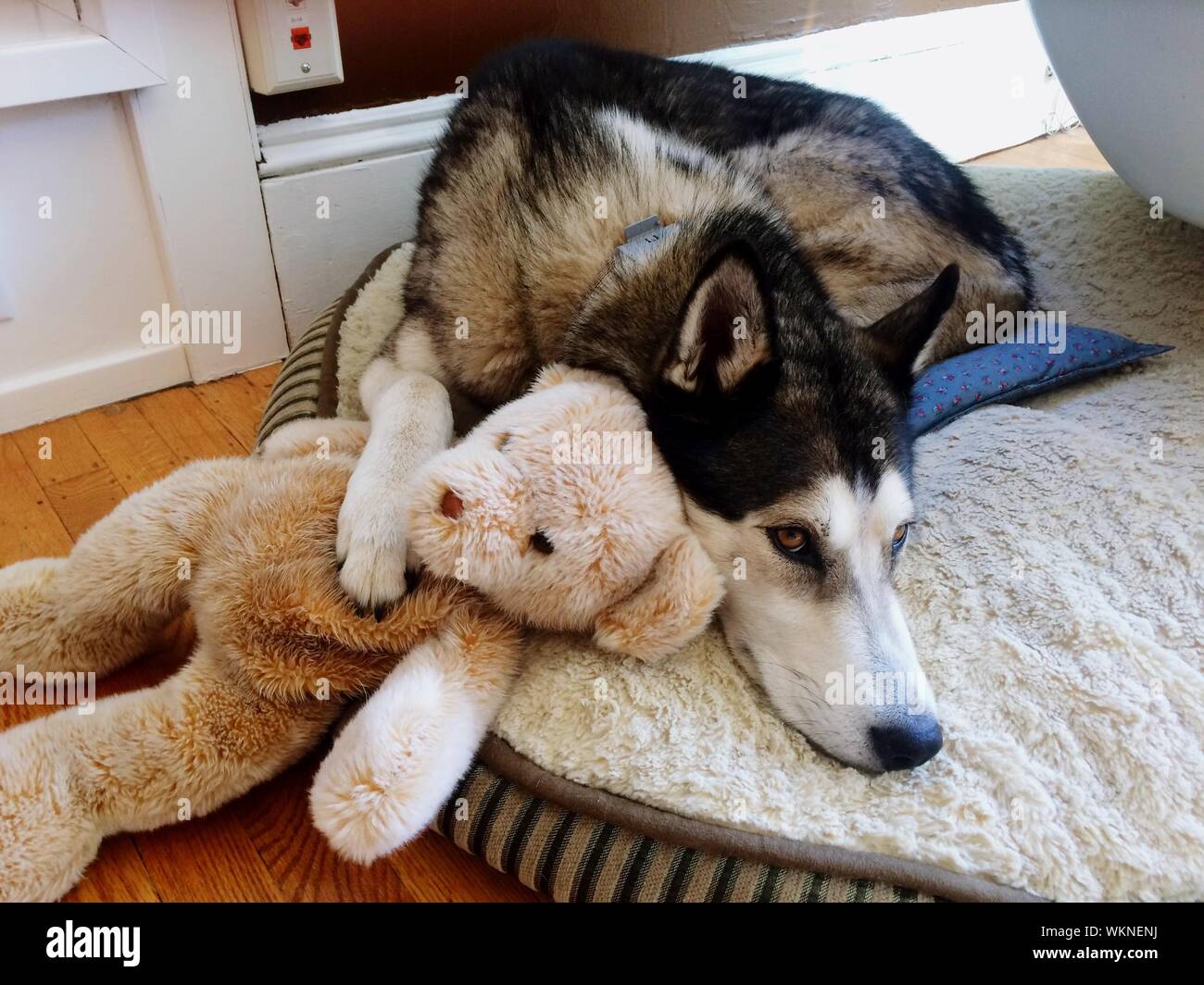 husky teddy bear dog