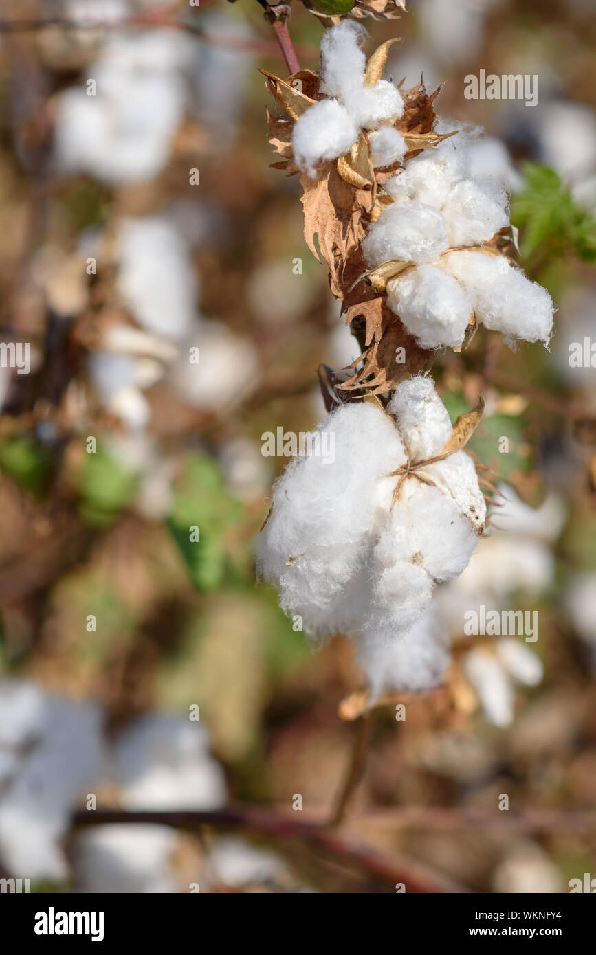 Autumn nature background. Beautiful cotton field Stock Photo - Alamy