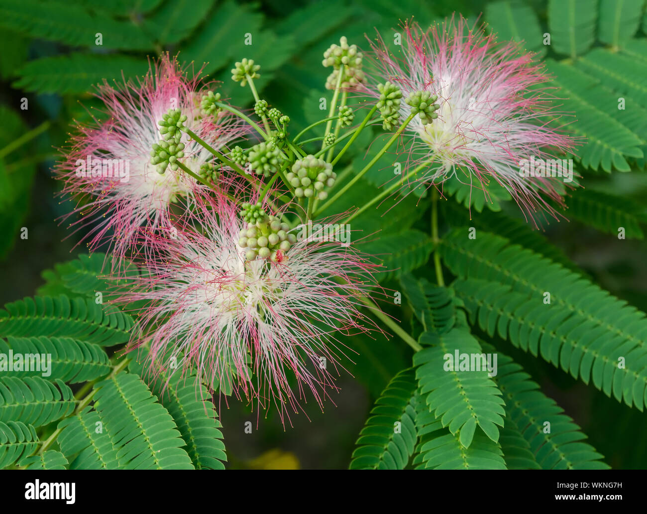 Closeup of Persian Silk Tree (Albizia julibrissin) or Pink Siris Flowers Foliage and Immature Fruits, Horizontal Day shot, Shallow Focus Stock Photo