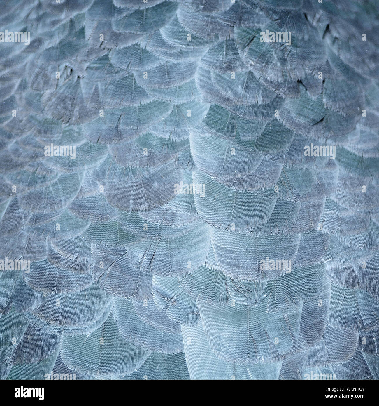 Texture abstract background, feathers of Greater Adjutant (Leptoptilos dubius) Stock Photo