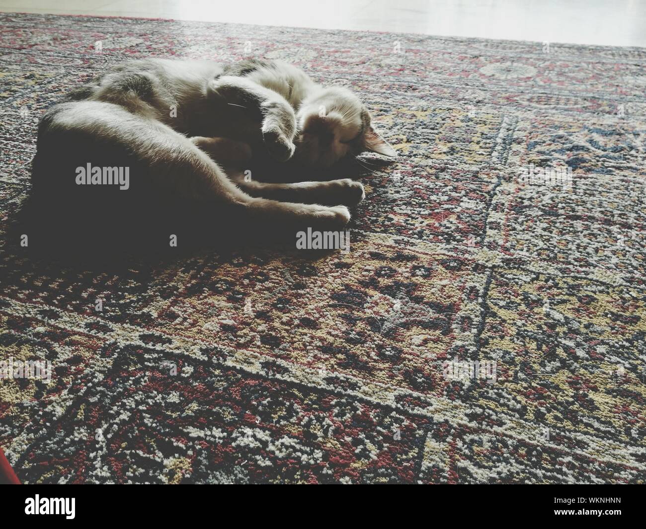 Cat sleeping on carpet hires stock photography and images Alamy