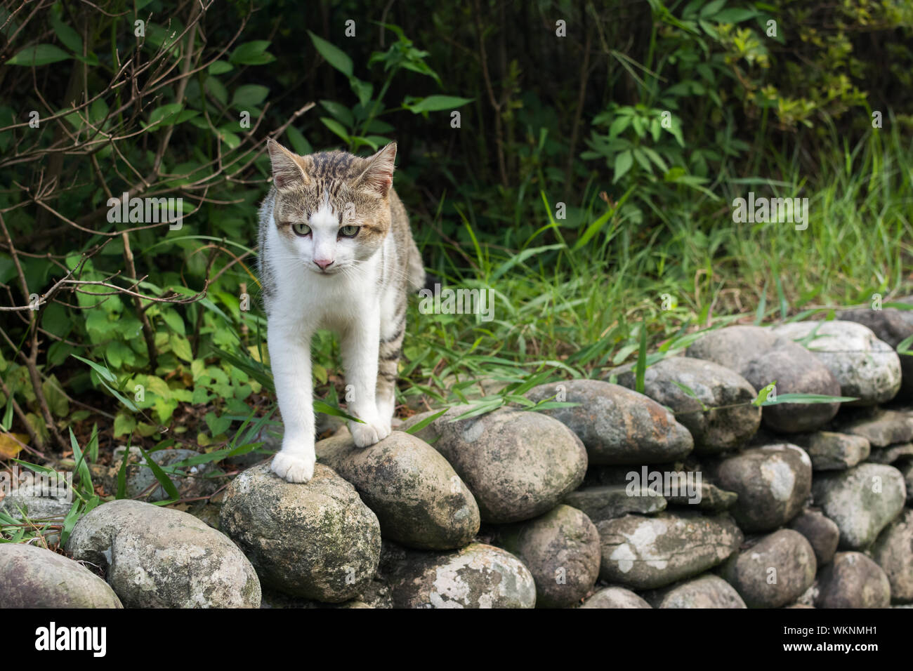 Cute ginger tabby cat sitting on a tall rock with a forest