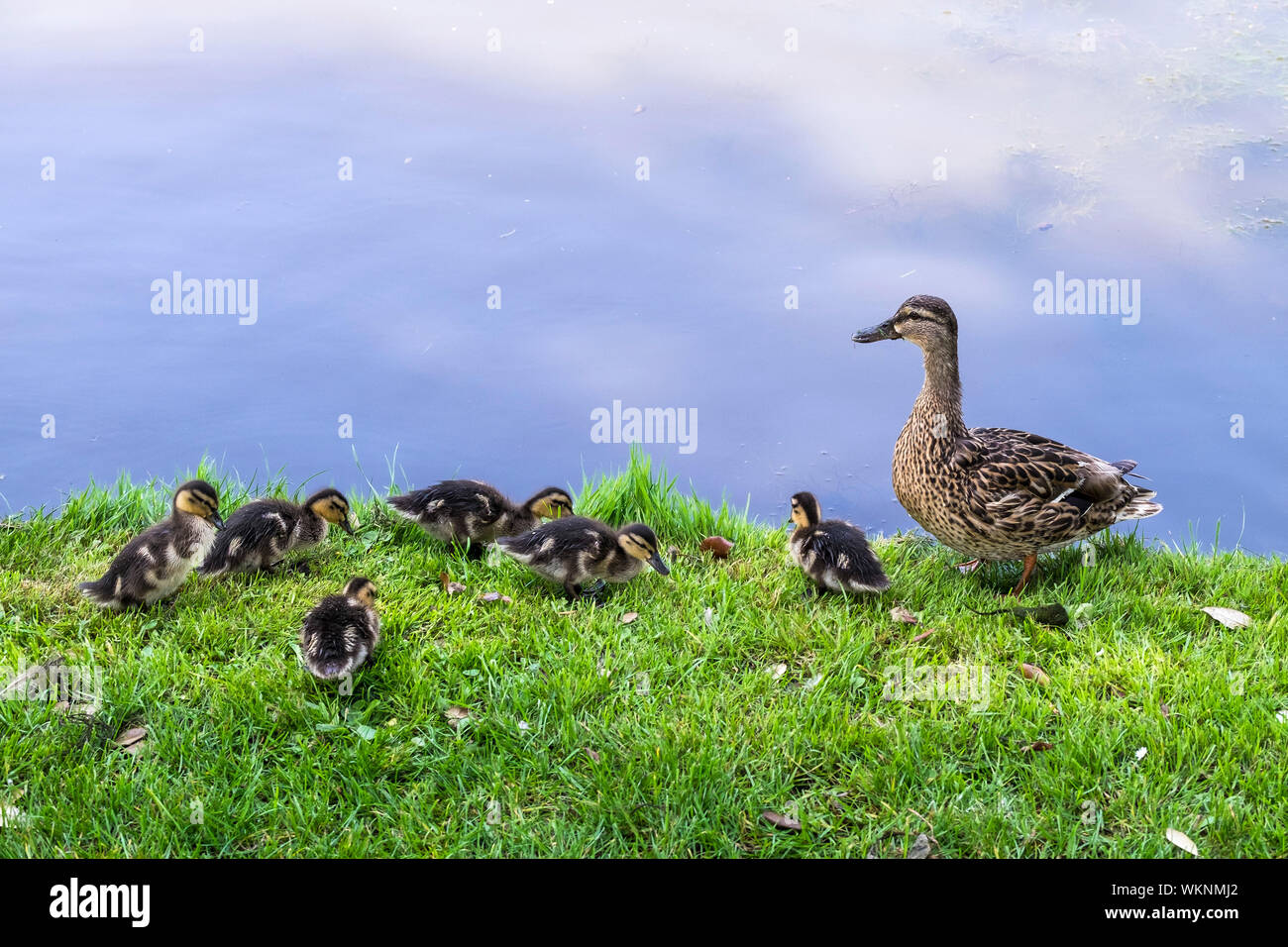 A female Mallard Duck Anas platyrhynchos with her ducklings on the banks of a lake. Stock Photo