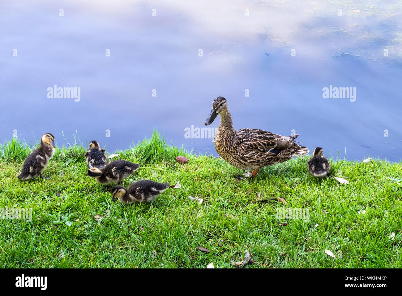 A female Mallard Duck Anas platyrhynchos with her ducklings on the banks of a lake. Stock Photo