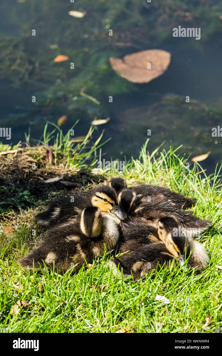 A brood of Mallard ducklings Anas platyrhynchos huddled together for warmth in a sunny patch on the banks of a lake. Stock Photo