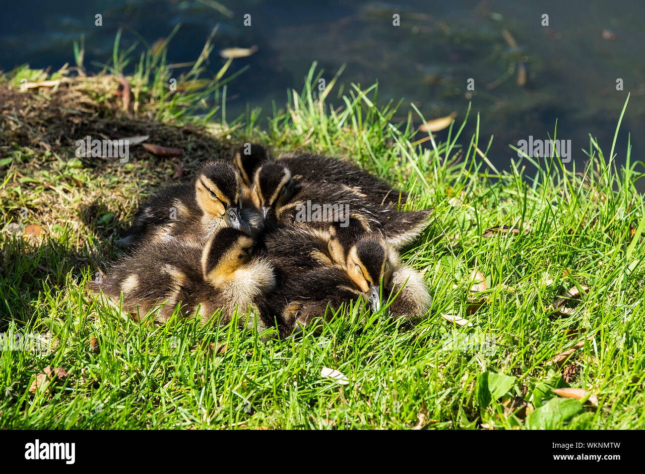 A brood of Mallard ducklings Anas platyrhynchos huddled together for warmth in a sunny patch on the banks of a lake. Stock Photo