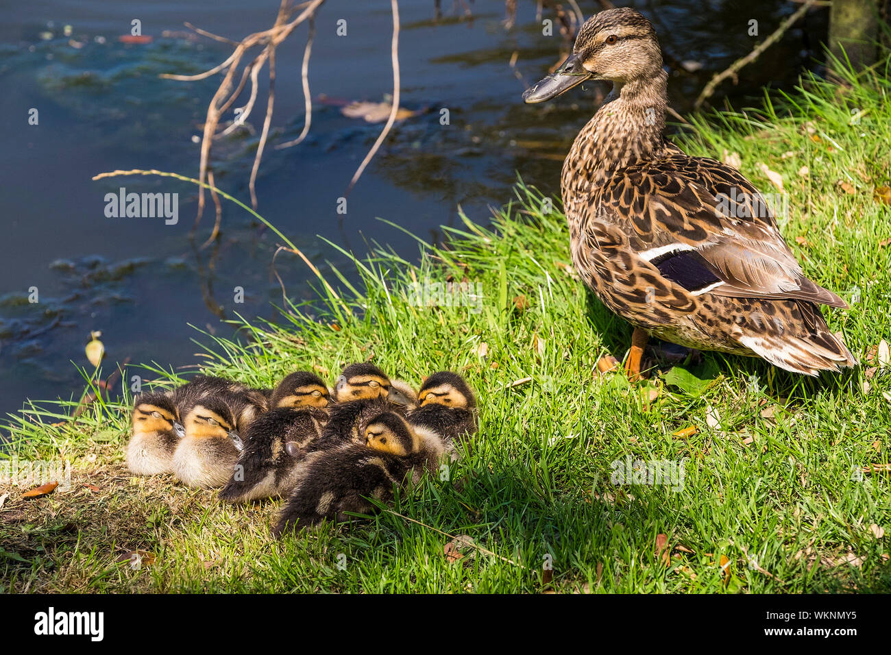 A female Mallard Duck Anas platyrhynchos watching over her brood of ducklings sleeping and huddled together for warmth in a sunny patch on the banks o Stock Photo