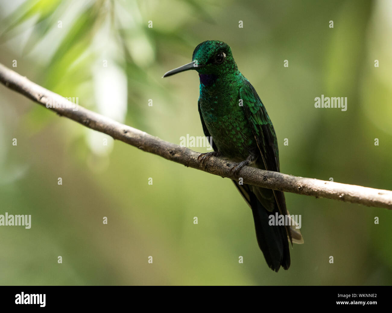 Closeup of large hummingbird,Green-crowned Brilliant ( Heliodoxa jacula) perching on branch in cloud forest,Ecuador Stock Photo