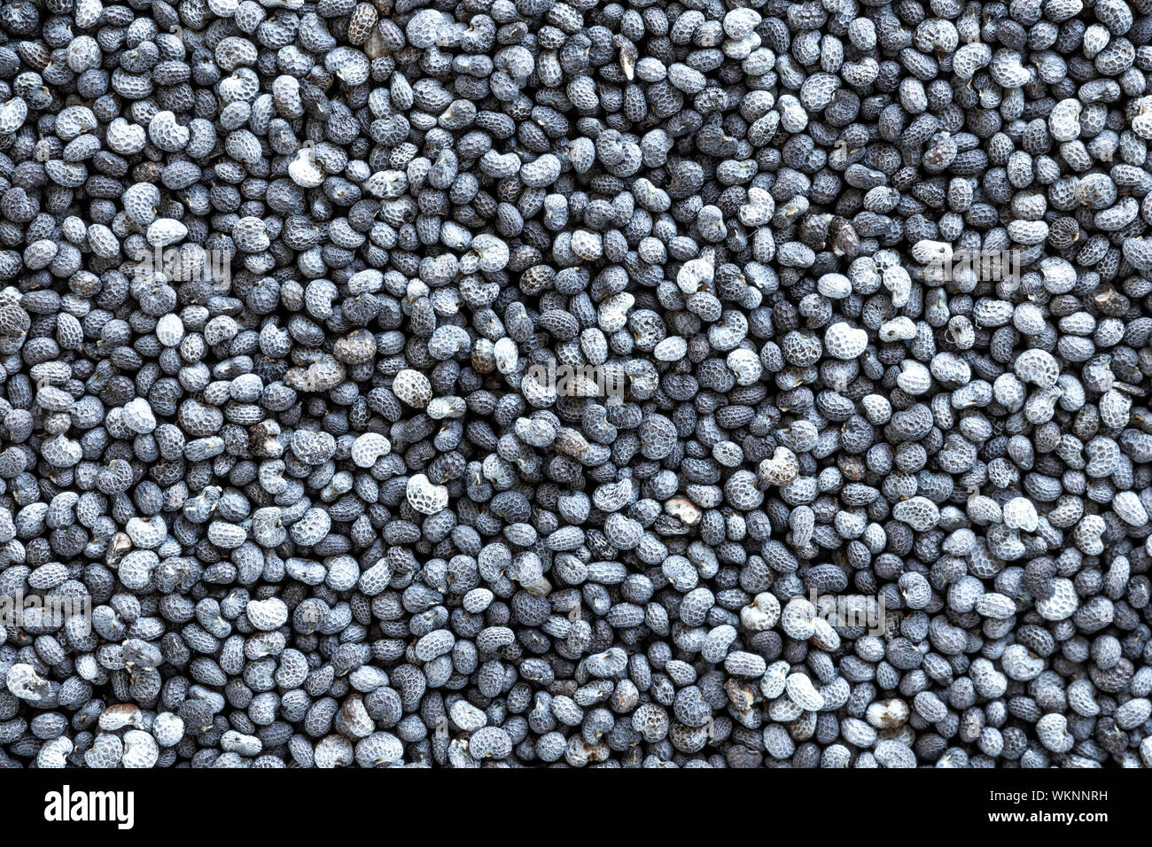 Poppy seeds background Stock Photo