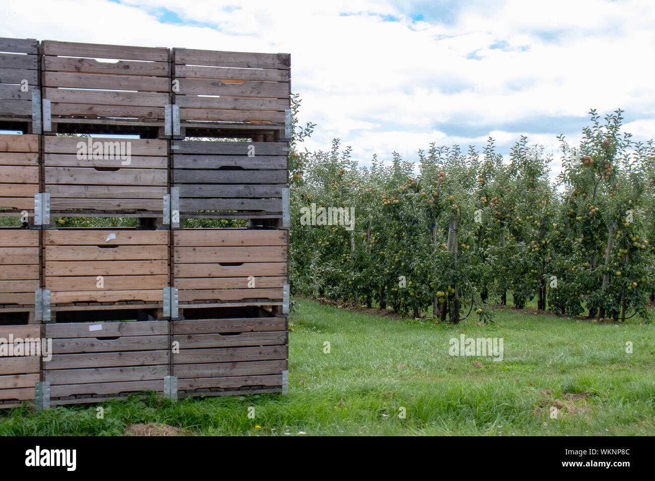 Apple boxes at apple tree plantation Stock Photo