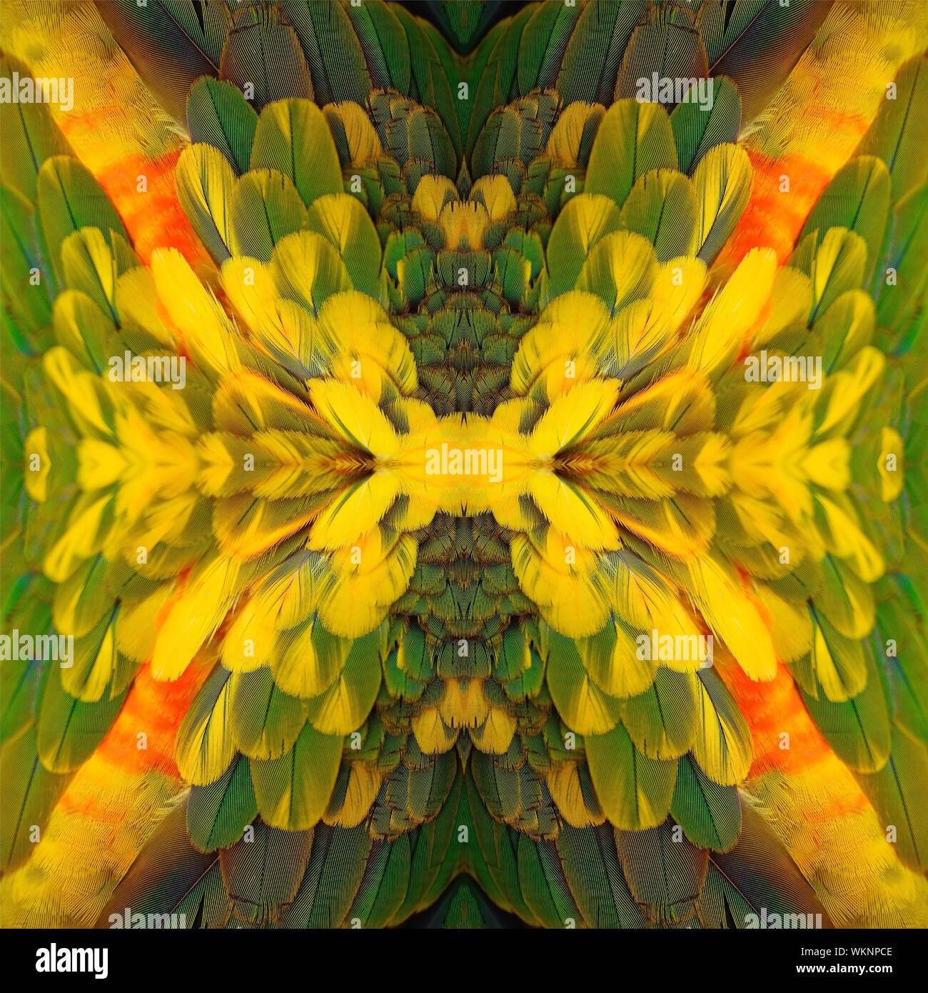Seamless pattern made from Sun Conure feathers Stock Photo