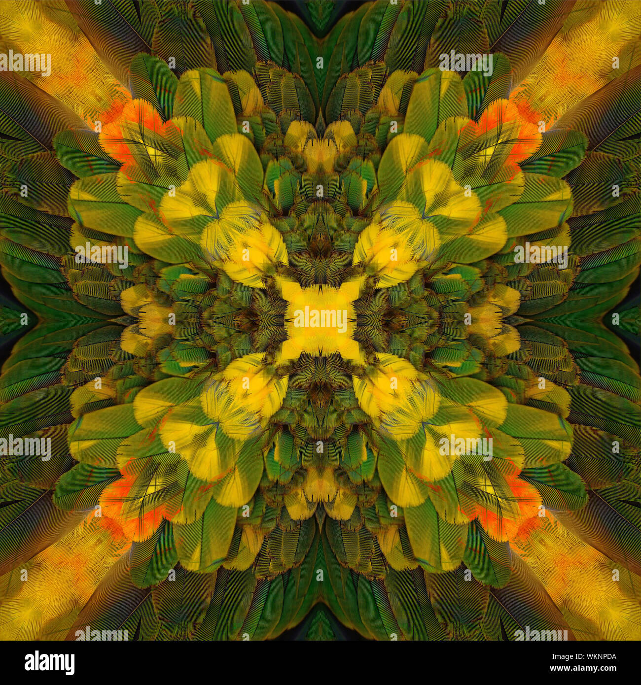 Seamless pattern made from Sun Conure feathers Stock Photo