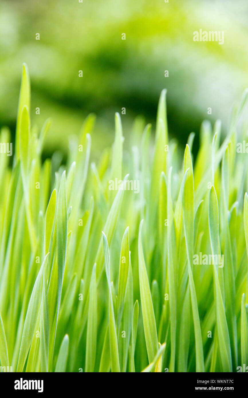 fresh spring green grass Stock Photo - Alamy