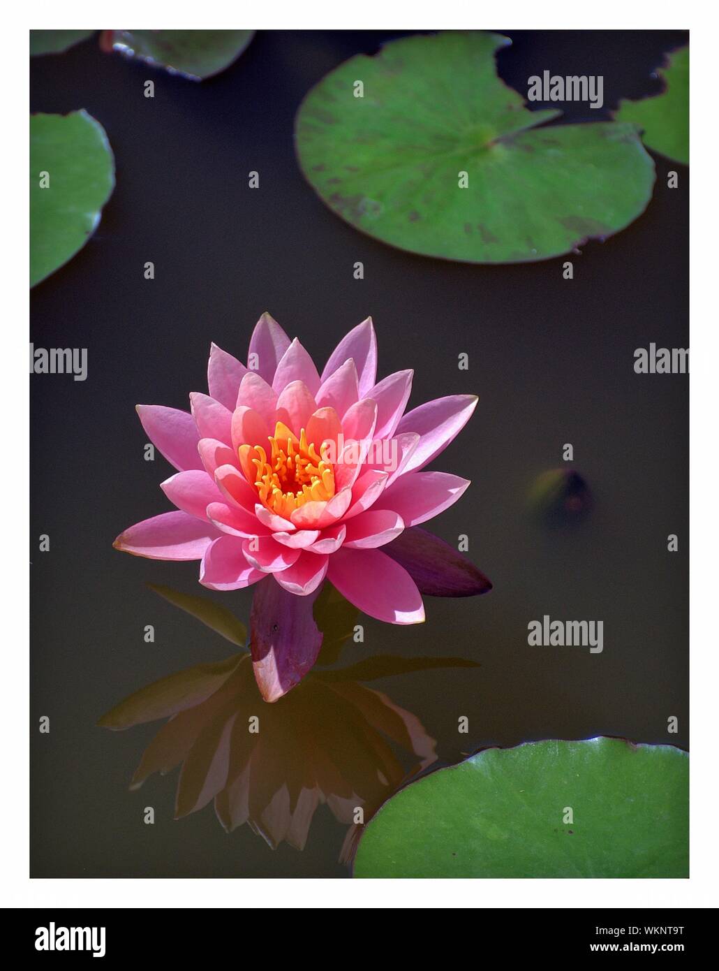 Lily Pad Cut Out Stock Images Pictures Alamy