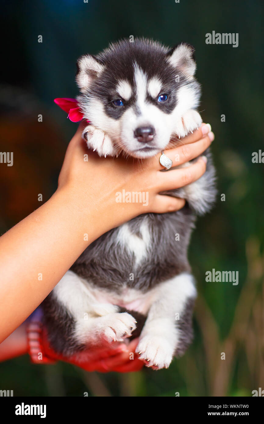 Siberian husky puppy with blue eyes Stock Photo - Alamy