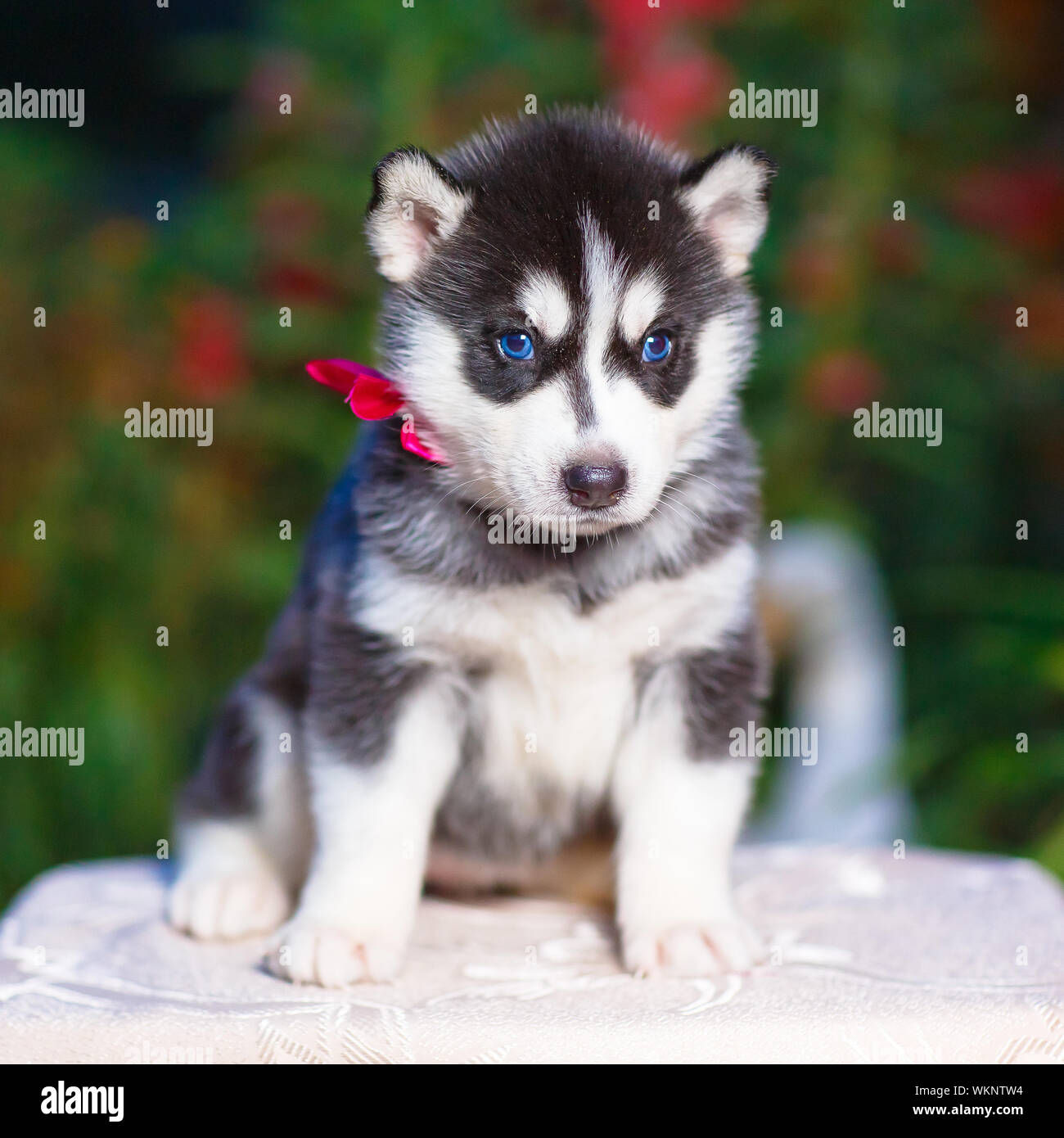Siberian husky puppy with blue eyes Stock Photo - Alamy