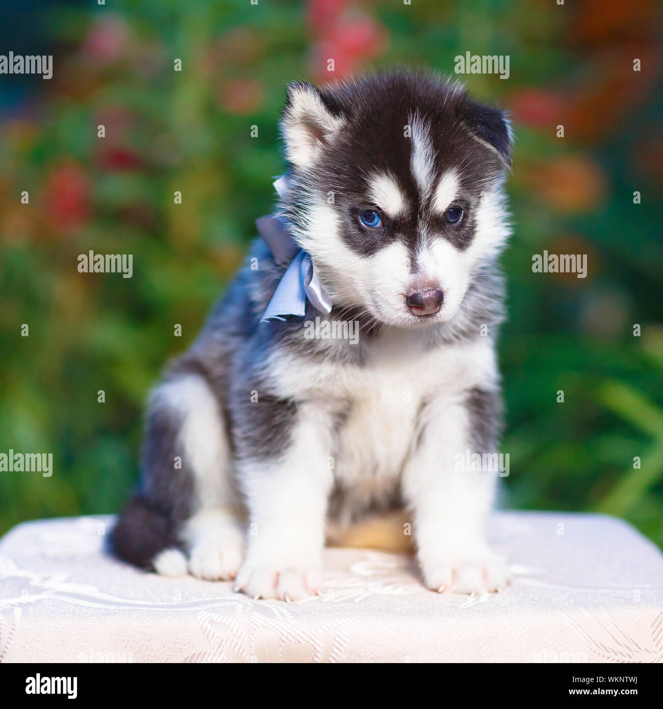 Siberian husky puppy with blue eyes Stock Photo - Alamy