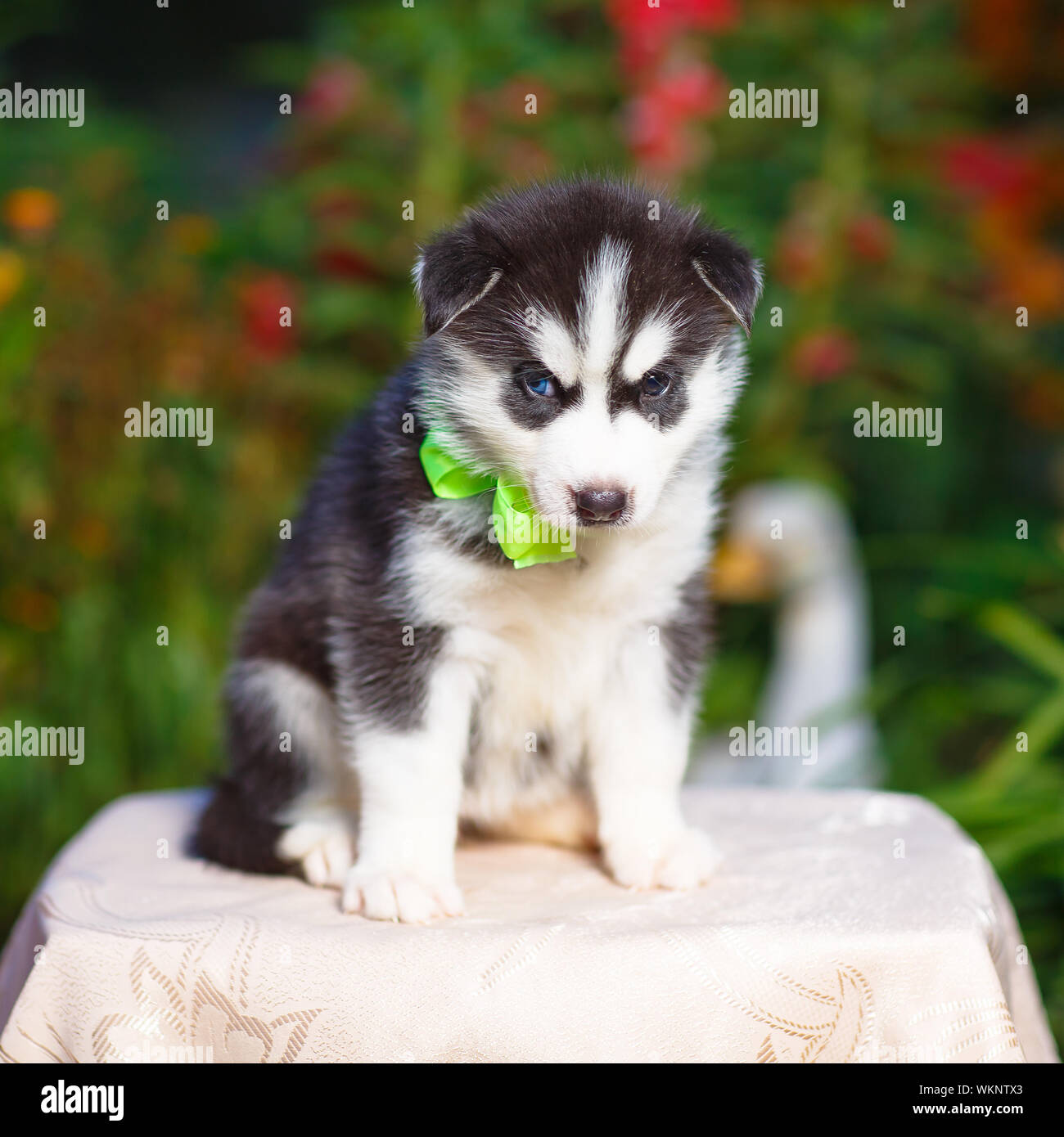 Siberian husky puppy with blue eyes Stock Photo - Alamy