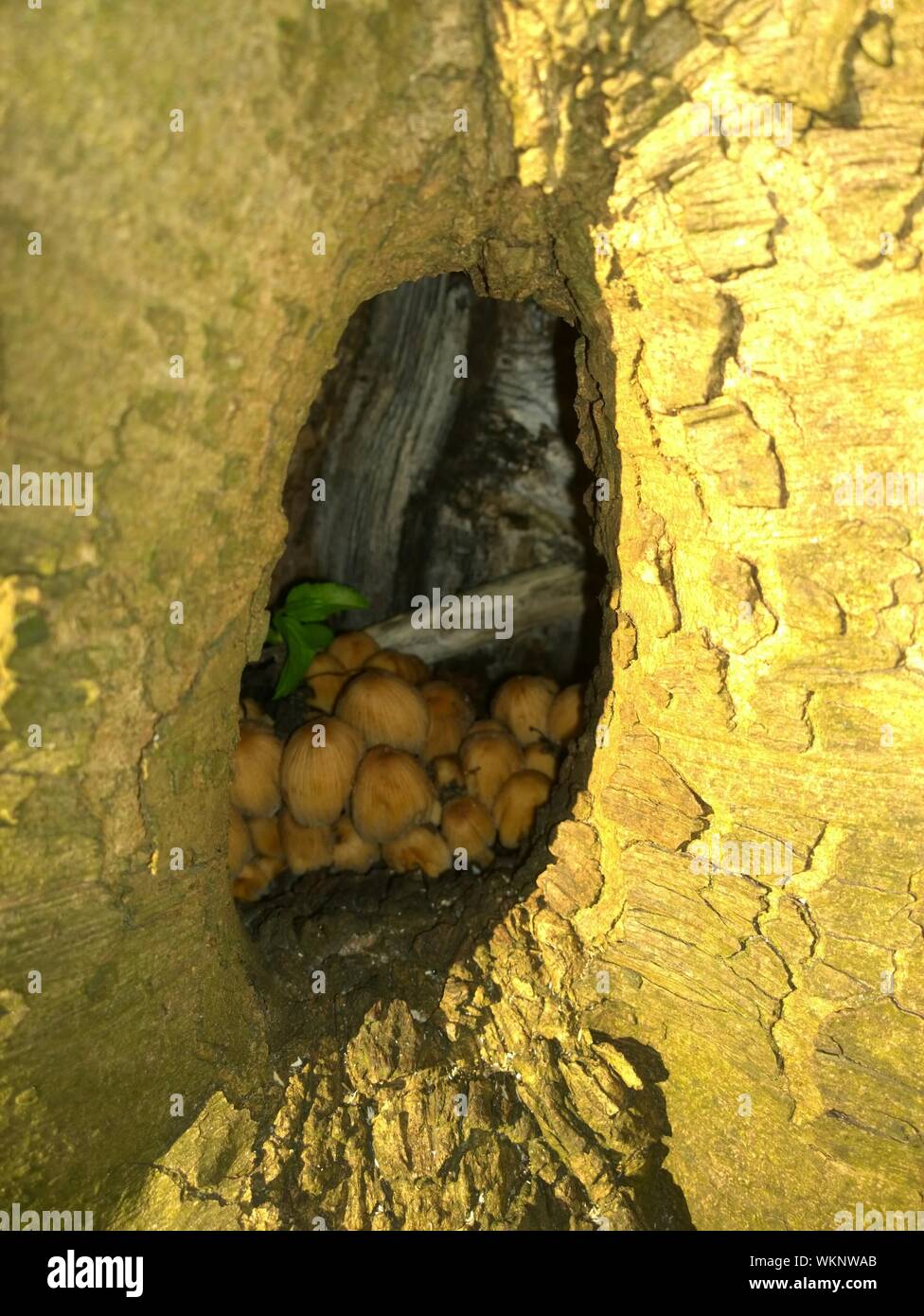 Closeup Of Wild Mushrooms Growing In Tree Hole Stock Photo Alamy