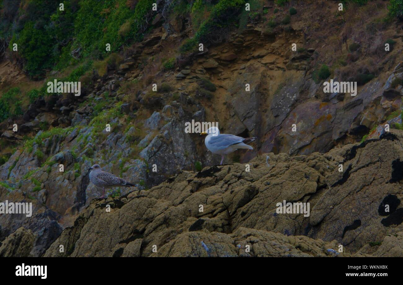 Goéland , posé sur un rocher en face d'une falaise , goéland adulte , rocher , falaise , plage de plouguerneau , océan atlantique Stock Photo