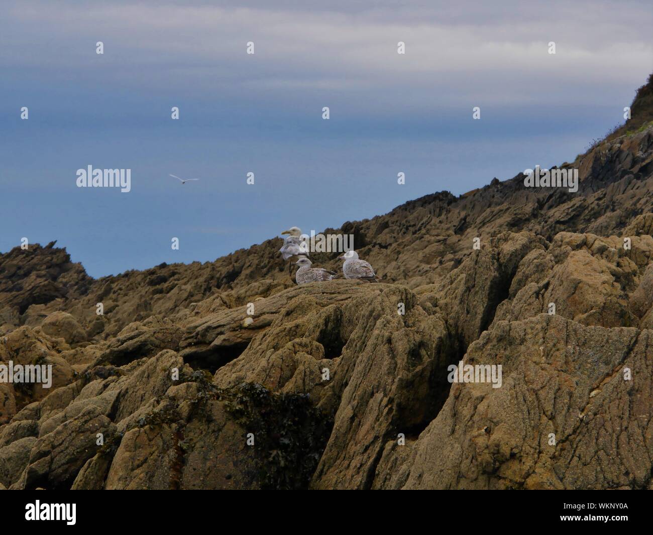 trois mouettes se reposant sur une grande étendue de rochers , mouettes blanches et grises , plage de plouguerneau , bretagne france Stock Photo