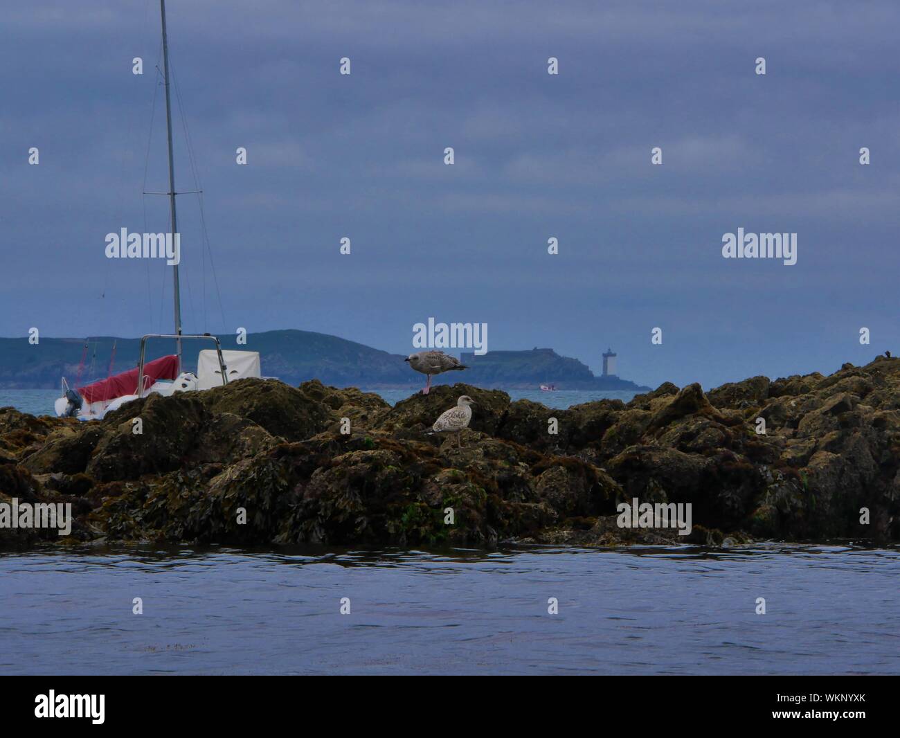 Mouettes sur un rocher îlot avec en second plan un voilier de plaisance et le phare de kermorvan et sa presque île en arriere plan ,plouguerneau Stock Photo
