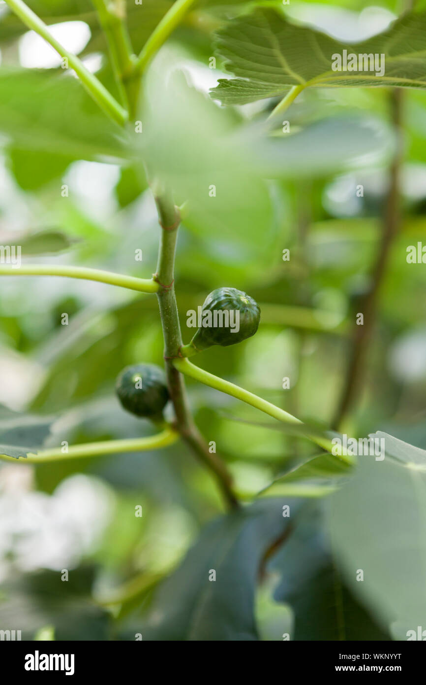 Green figs ripening on a tree Stock Photo Alamy