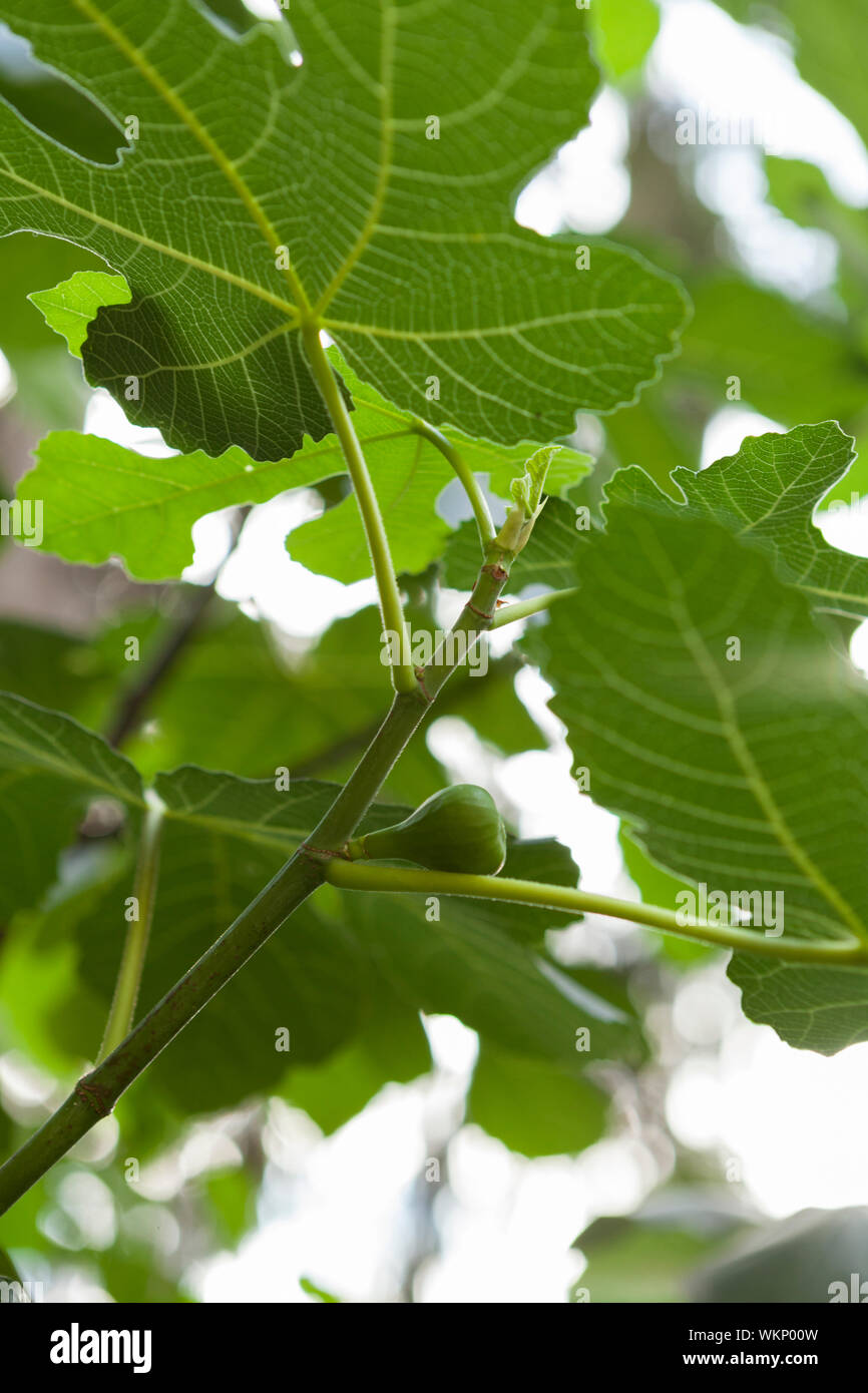 Green figs ripening on a tree Stock Photo