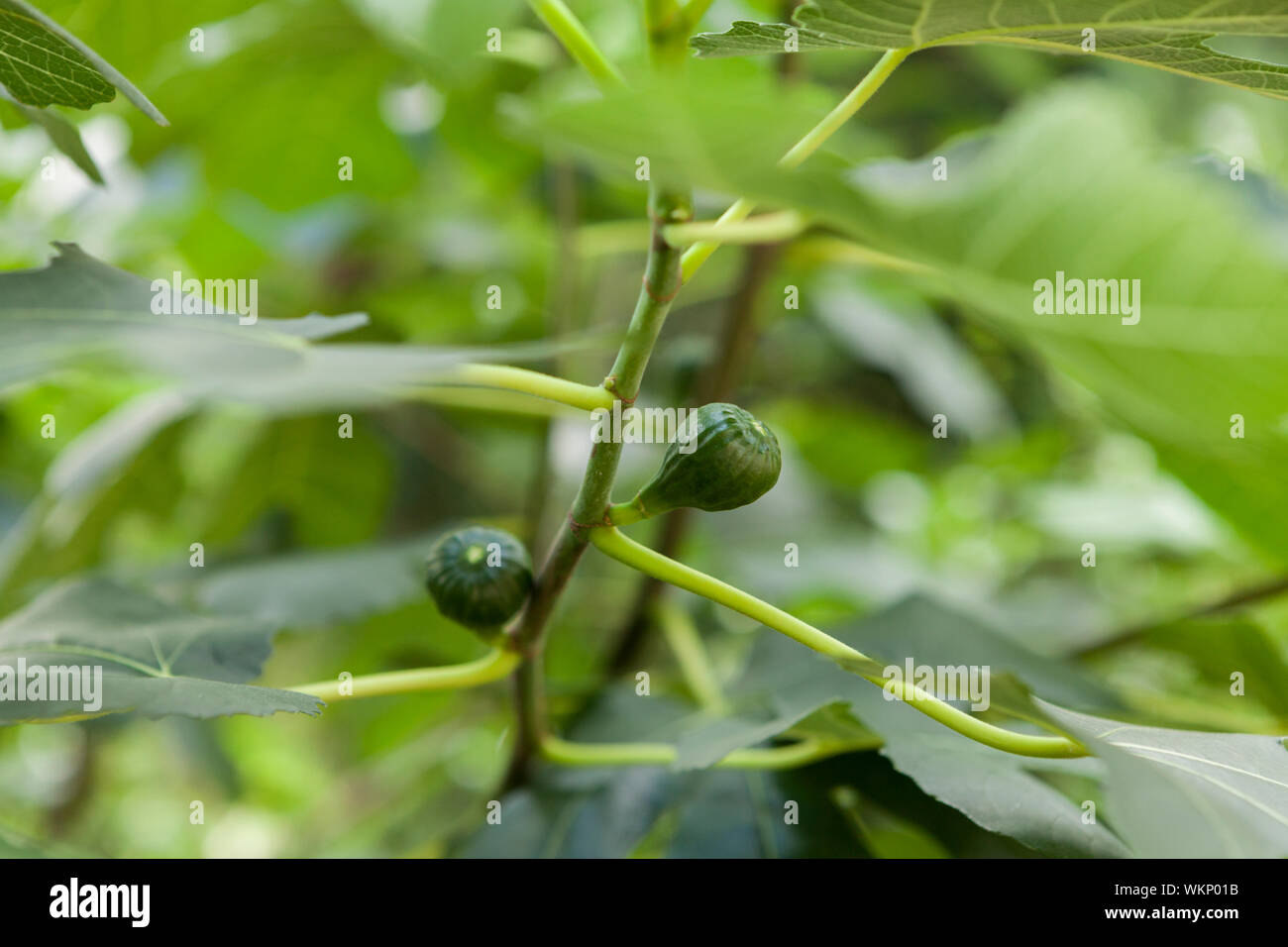 Botanical background of small green figs ripening on a Ficus carica tree against green leaves and sky Stock Photo
