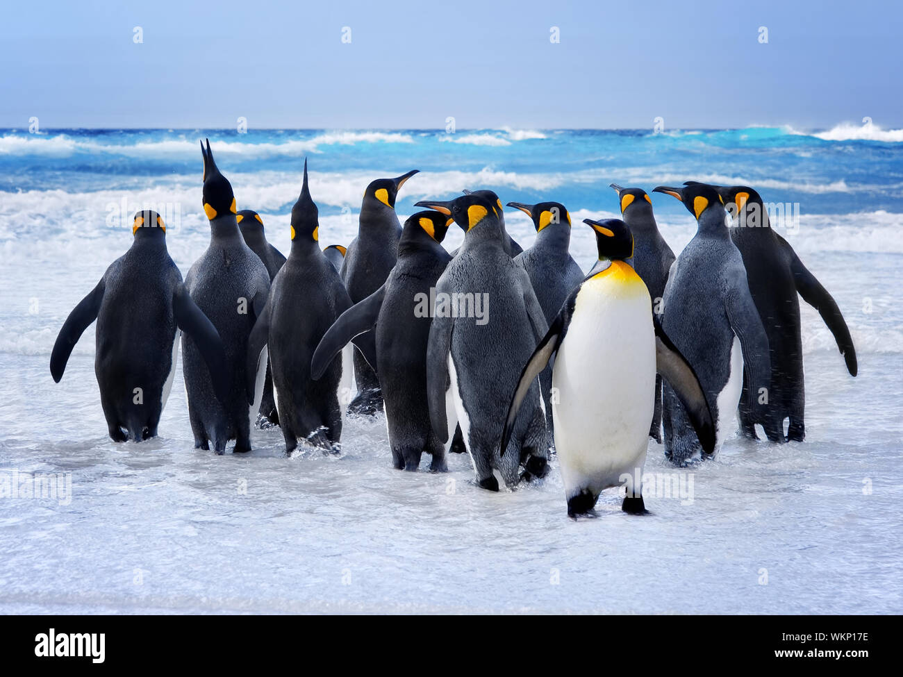 King Penguins heading to the water in the Falkland Islands Stock Photo ...