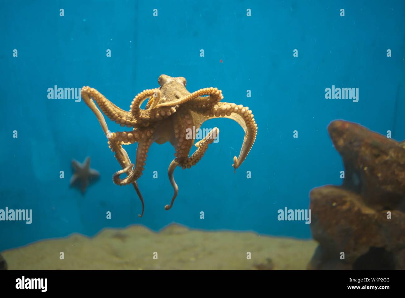 Octopus Swimming In Sea Stock Photo