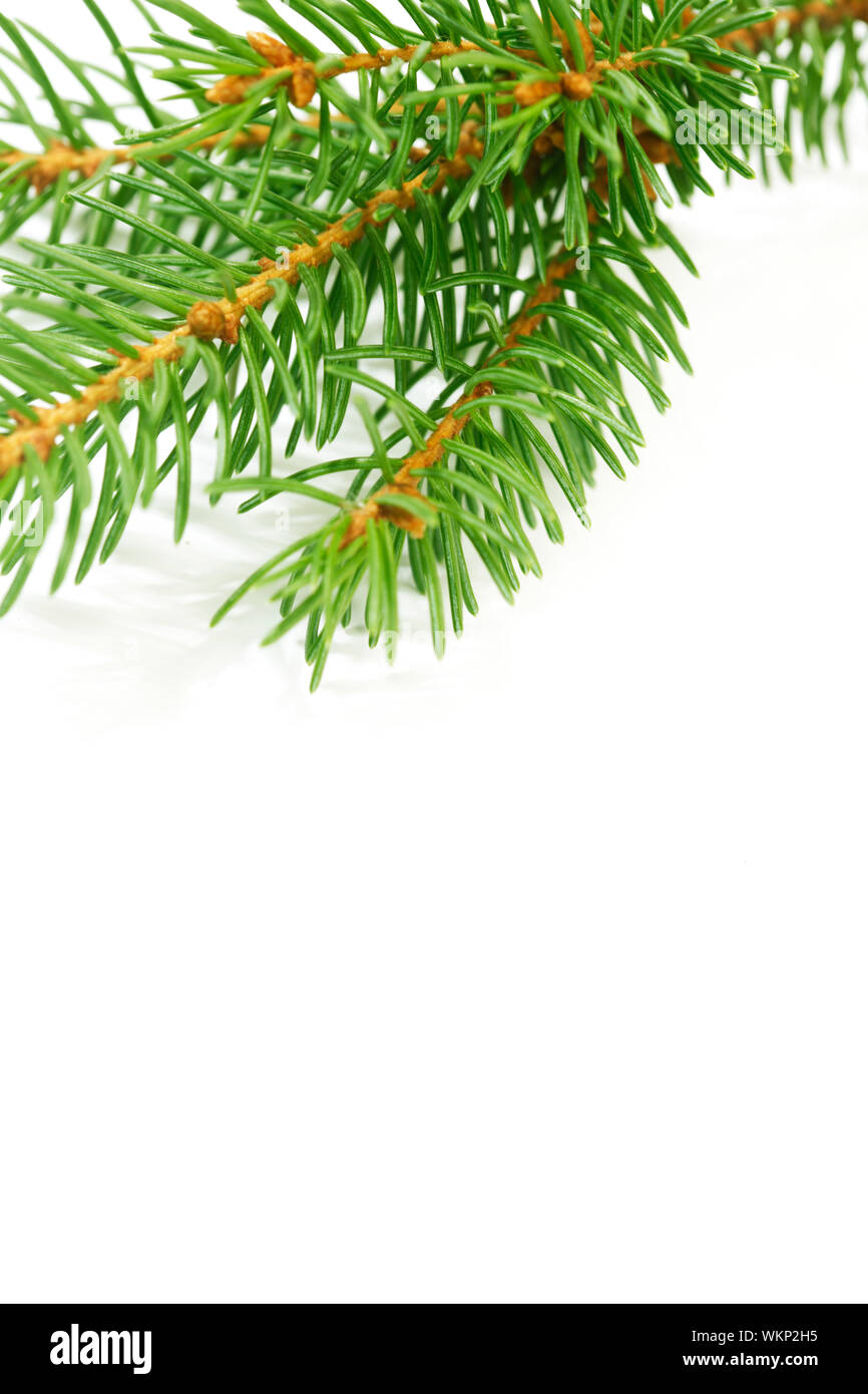 Christmas tree fir branch isolated on white background Stock Photo - Alamy