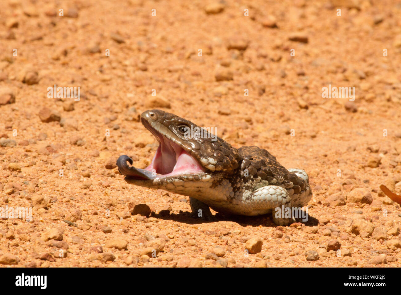 Close-up Of Lizard On Red Soil Stock Photo