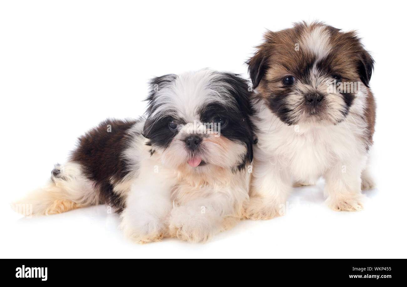 puppies shitzu in front of white background Stock Photo - Alamy