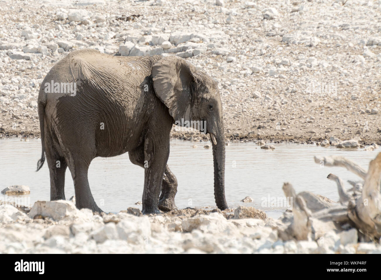 View Of Elephant At Watering Hole Stock Photo