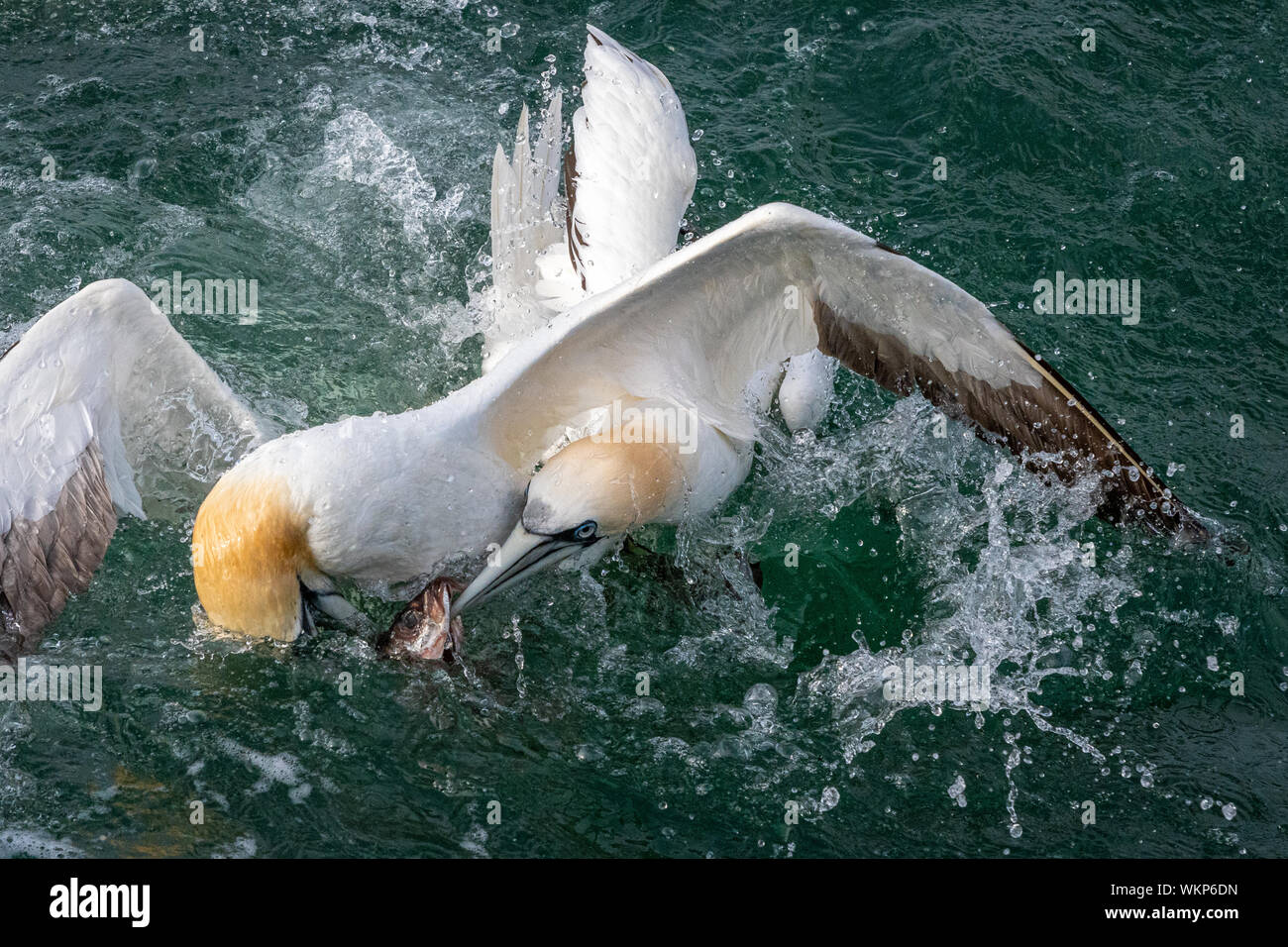 Gannets Fighting Over Fish in Sea Stock Photo