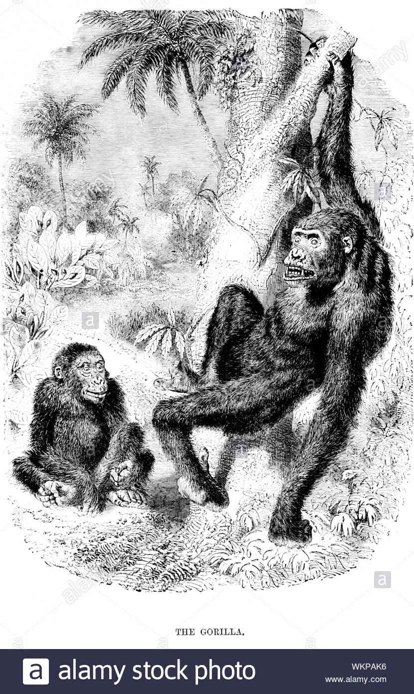 Gorilla, vintage illustration from 1880 Stock Photo