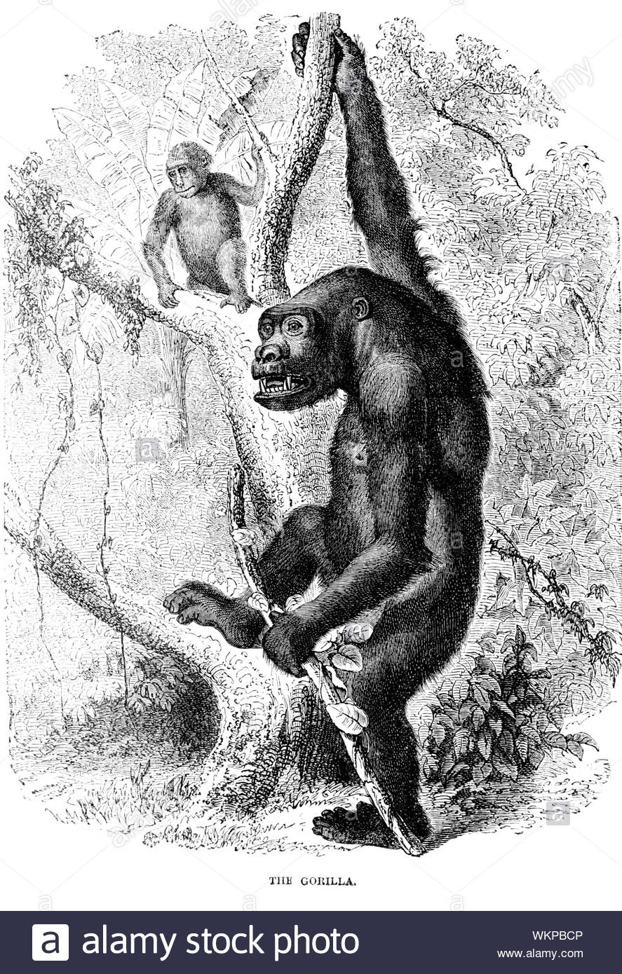 Gorilla, vintage illustration from 1880 Stock Photo