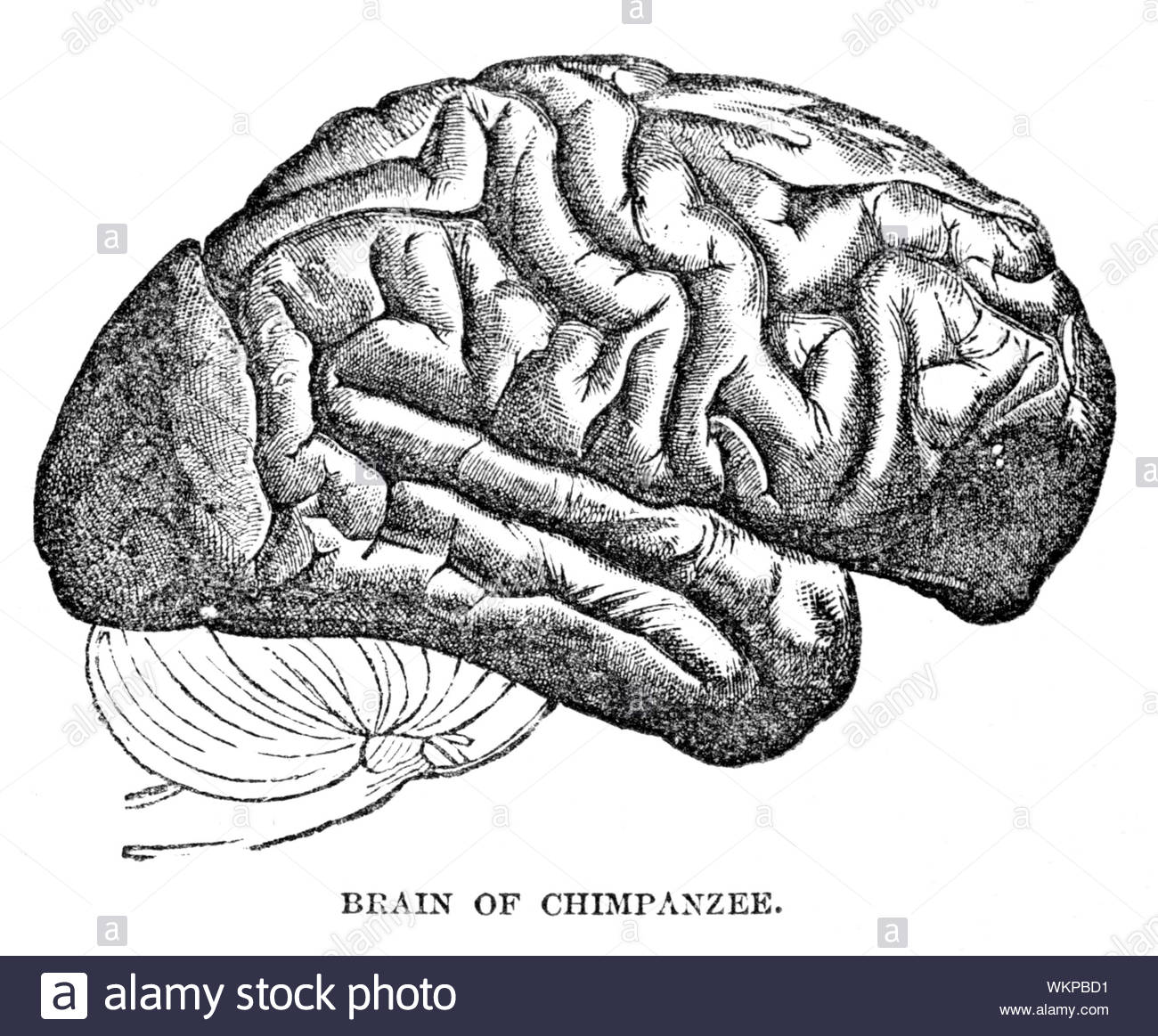 Brain of Chimpanzee, vintage illustration from 1884 Stock Photo