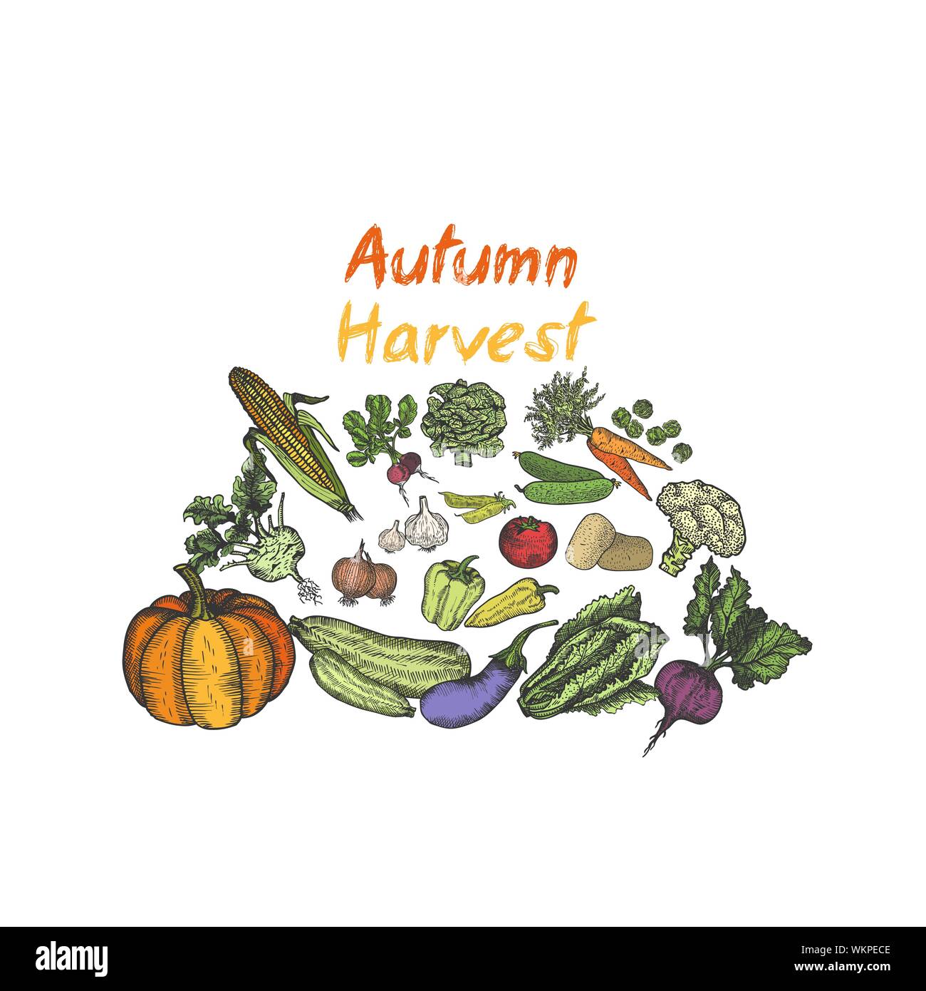 Vegetables hand drawn for menu or advertising. Design template Vector