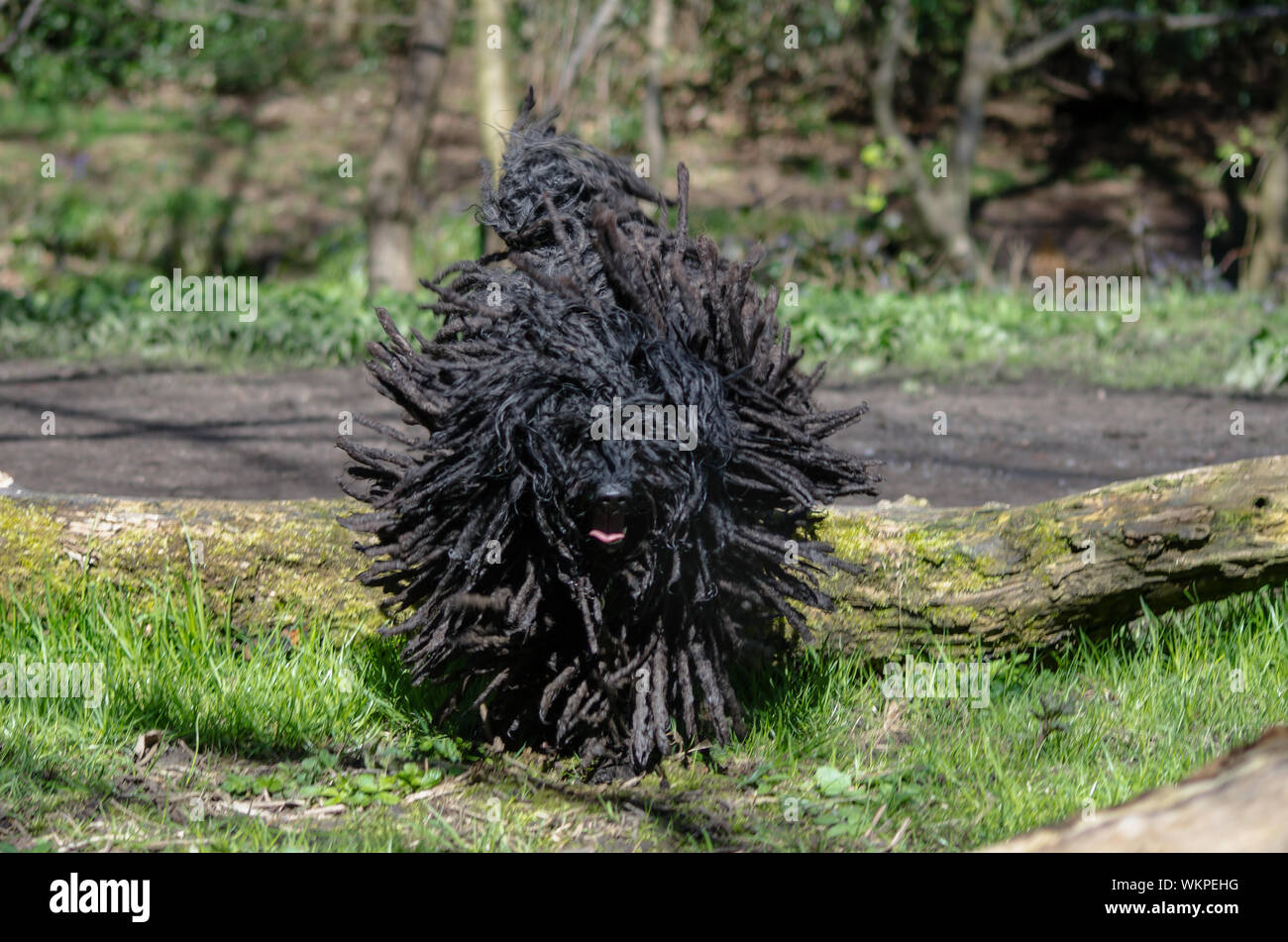 Puli dog hi-res stock and images Alamy