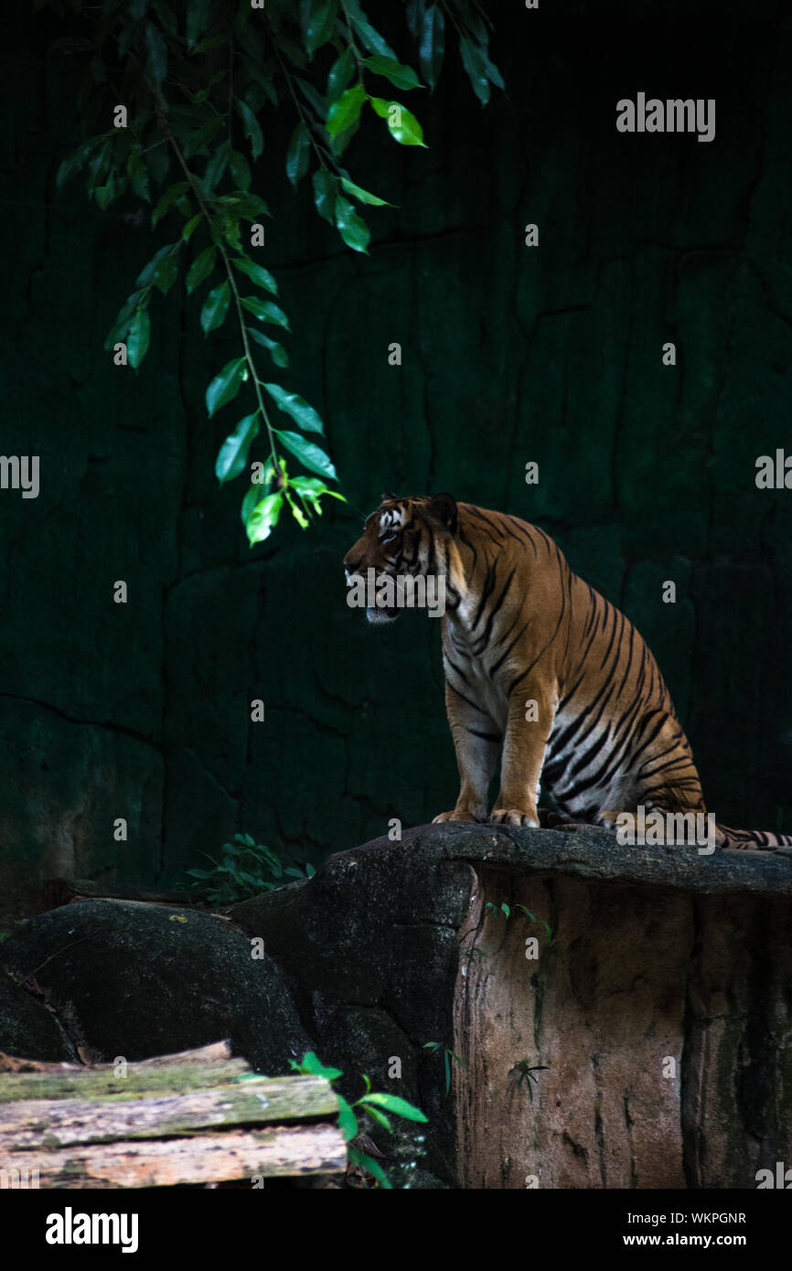 Melaka zoo hi-res stock photography and images - Alamy