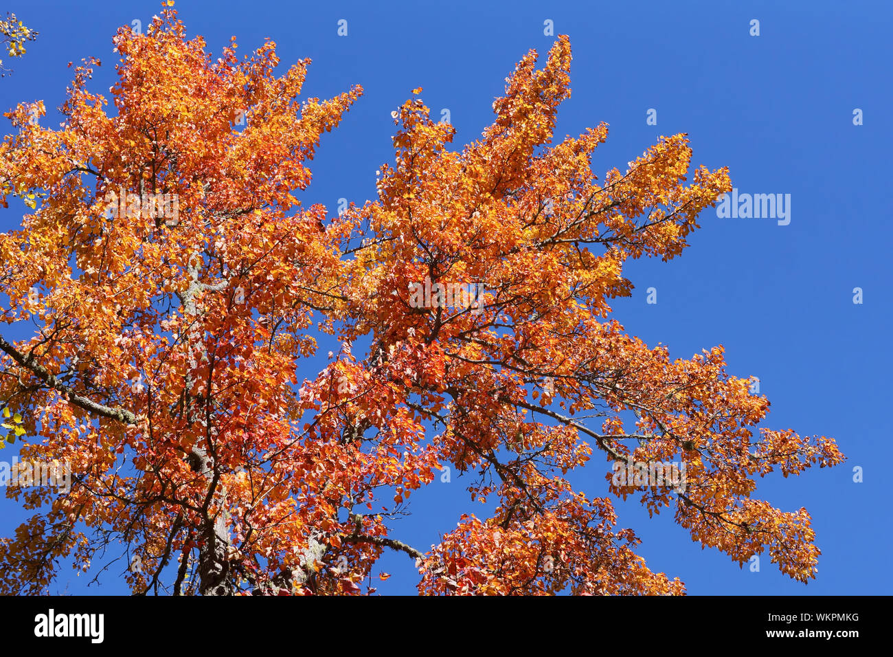Beautiful orange and red maple tree leaves during fall or autumn against blue sky Stock Photo ...
