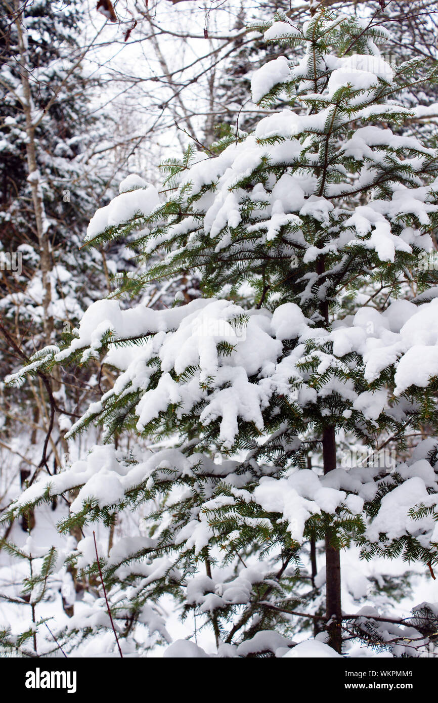 Tree covered in snow, vertical of winter forest Stock Photo