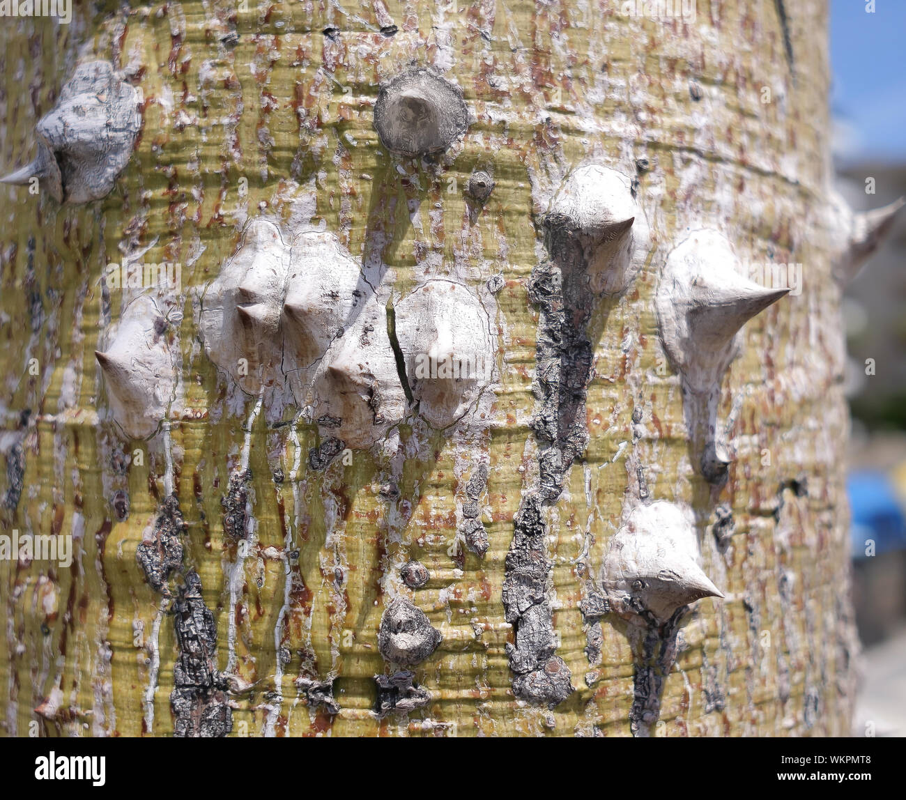 Large tree trunk with spikes Ceiba speciosa Stock Photo