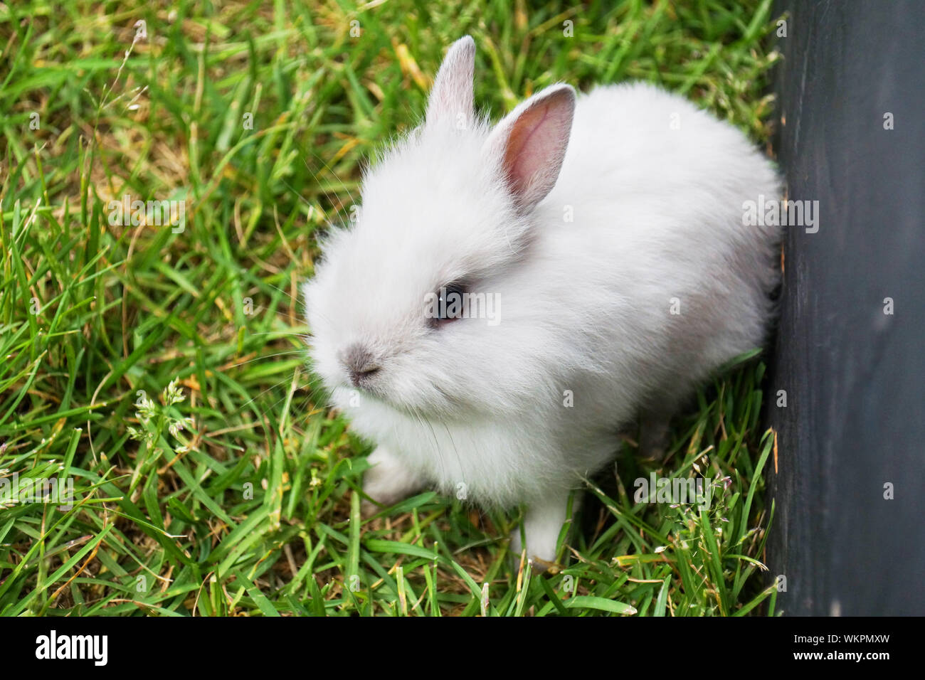 Baby white bunny rabbit on green grass Stock Photo - Alamy