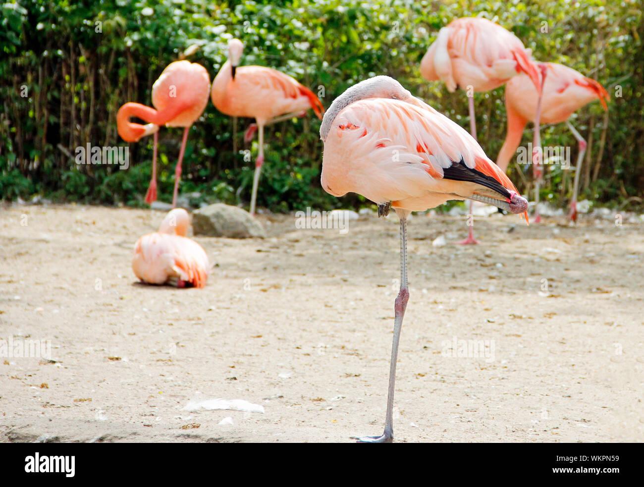 Flamingos standing on one leg and sleeping, flamingos Phoenicopteridae Stock Photo